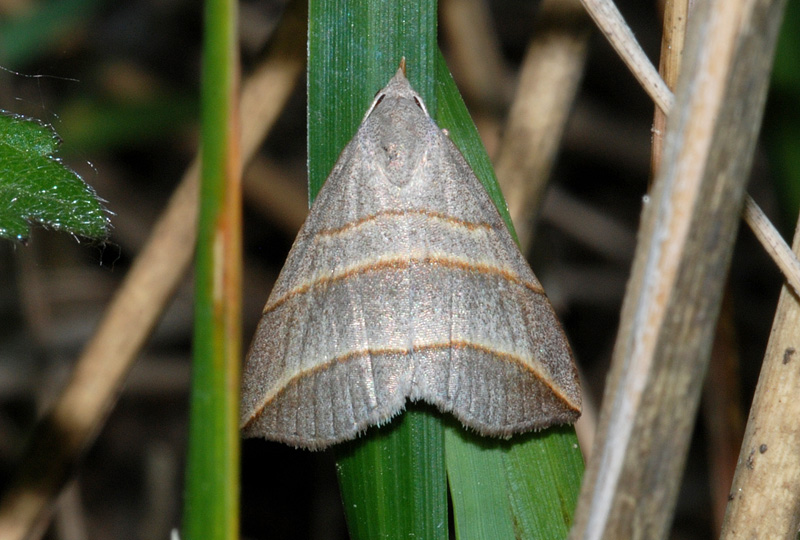 Aiuto det. - Colobochyla salicalis